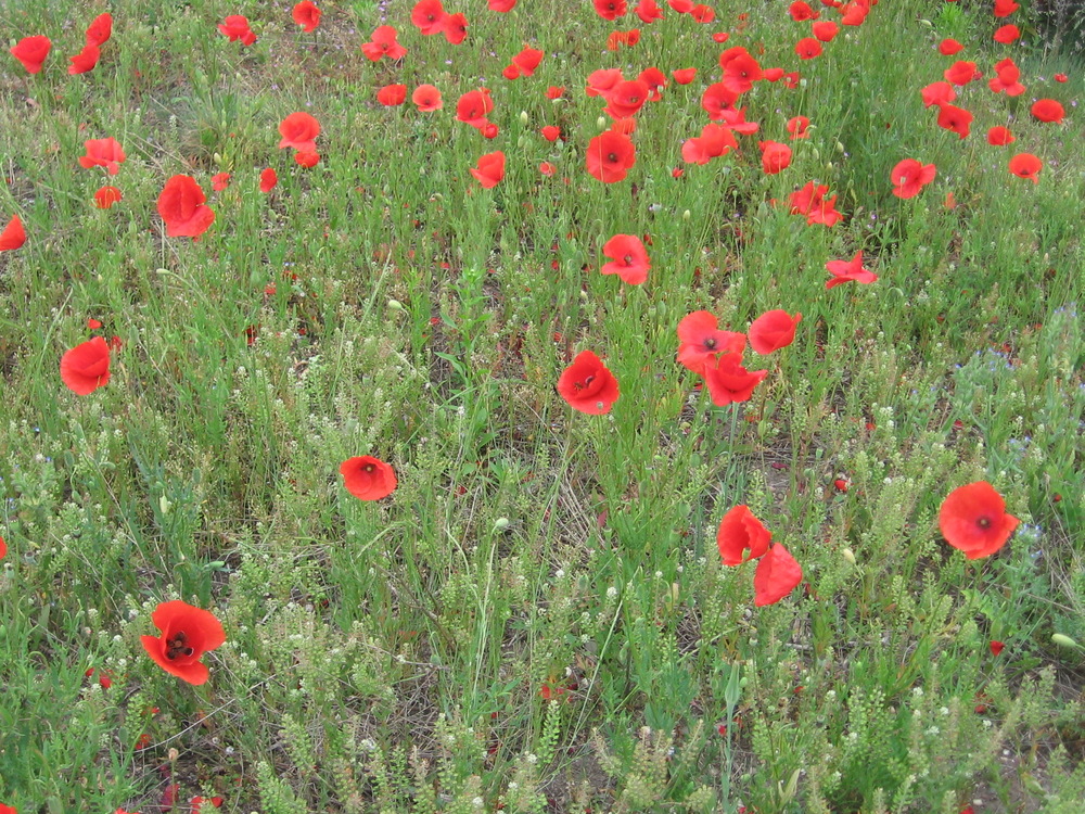 Mohnblumen an einem Ort wo man sonst keine Blumen erwartet..