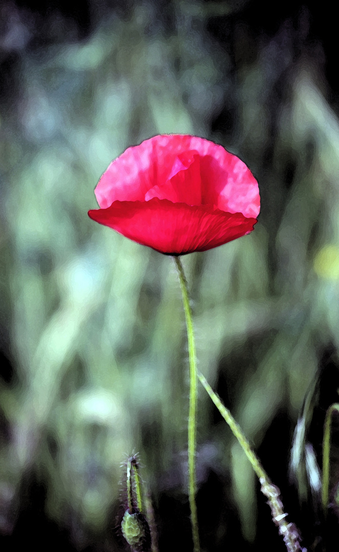 Mohnblumen-Aquarell