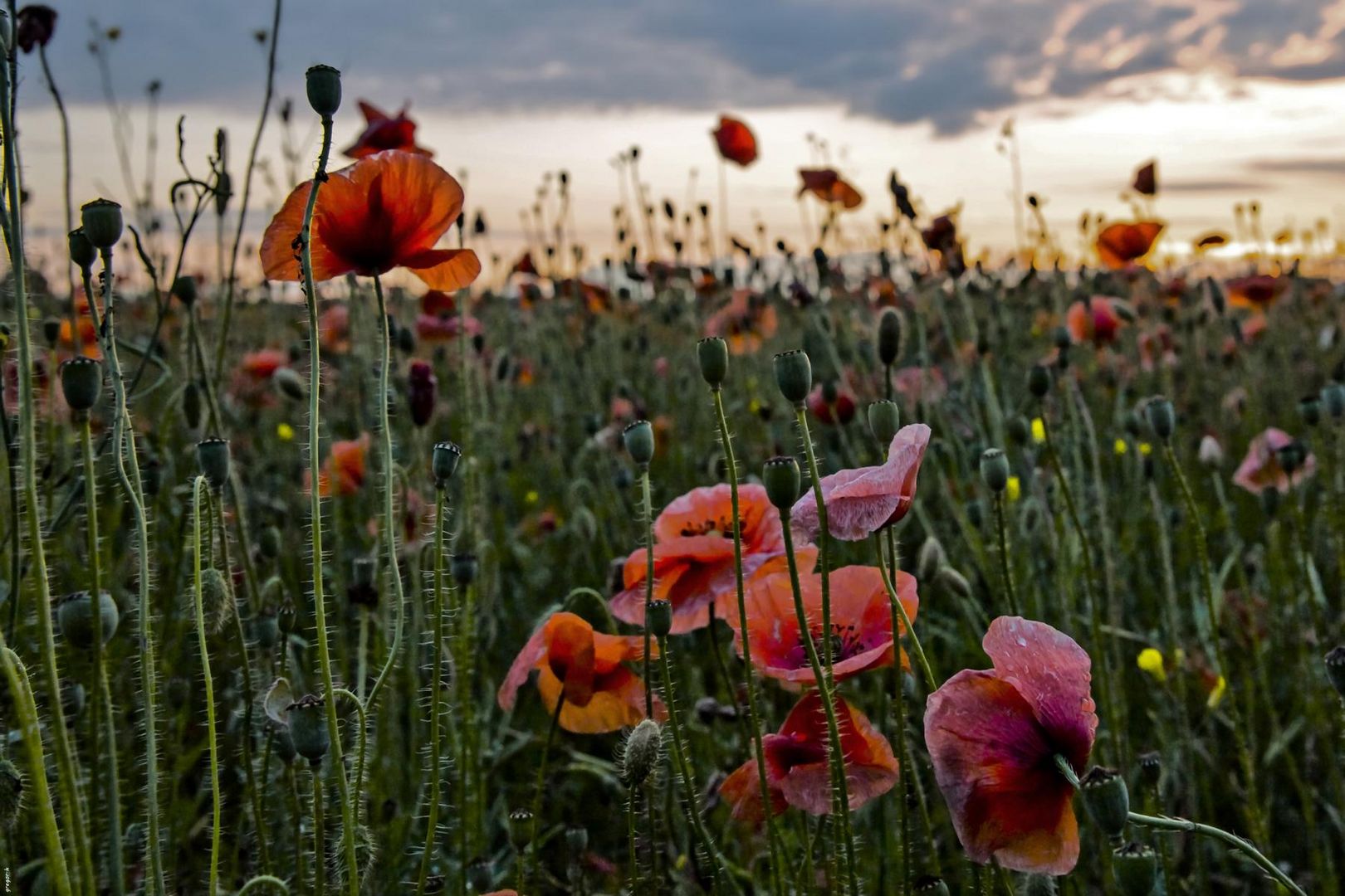 Mohnblumen auf dem Feld