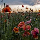 Mohnblumen auf dem Feld