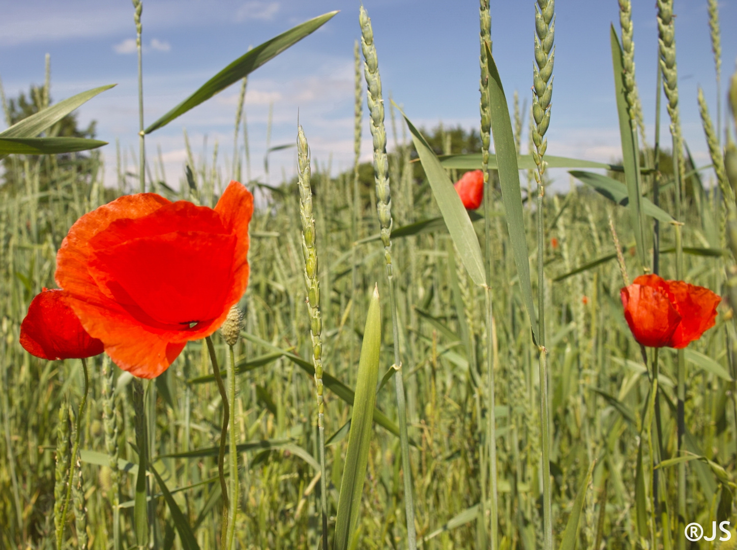 Mohnblumen auf dem Getreidefeld