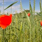 Mohnblumen auf dem Getreidefeld