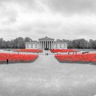 Mohnblumen auf dem Königsplatz