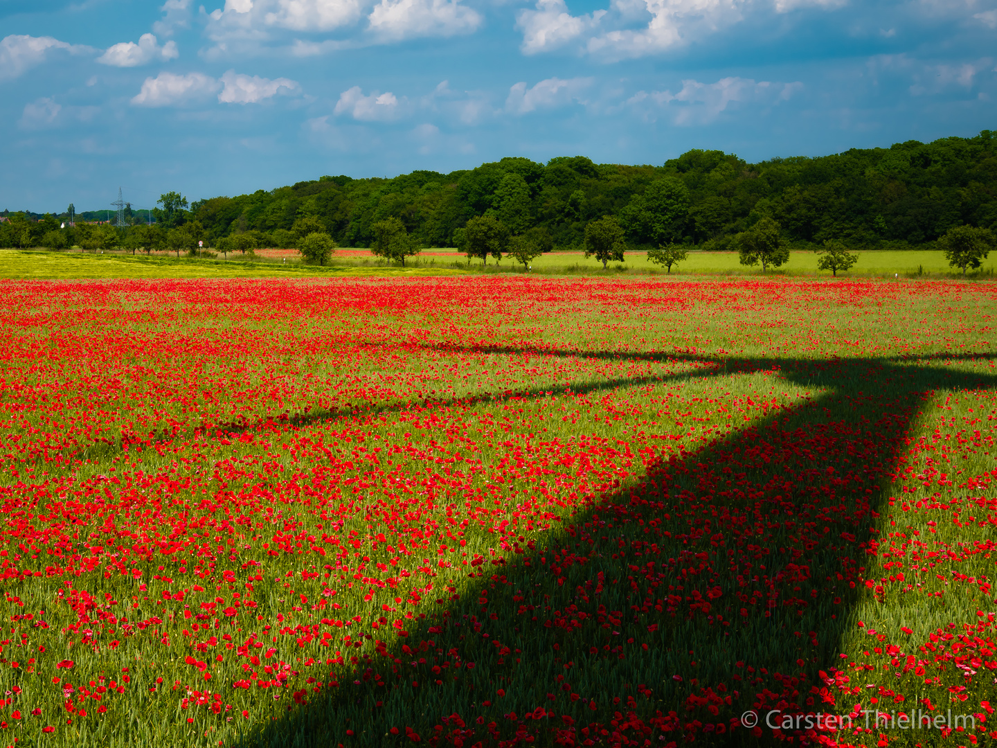 Mohnblumen auf dem Kronsberg 2