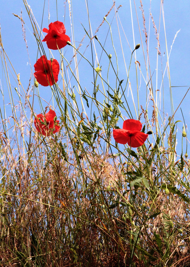 Mohnblumen auf der Hangschulter der Rennweghohle