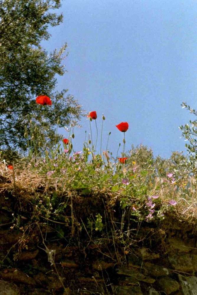 Mohnblumen auf einer Insel im Mittelmeer