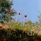 Mohnblumen auf einer Insel im Mittelmeer