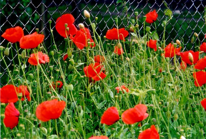 Mohnblumen auf Hiddensee