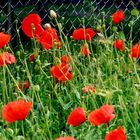 Mohnblumen auf Hiddensee