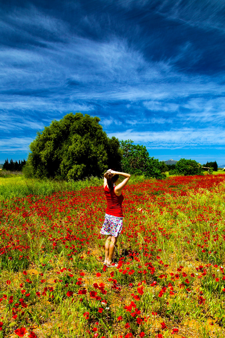 Mohnblumen auf Mallorca