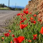 Mohnblumen auf Mallorca