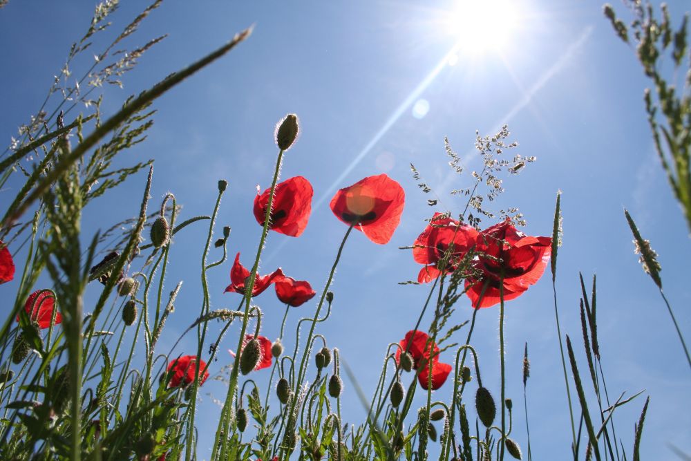 Mohnblumen aus einer neuen Perspektive