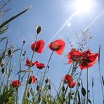 Mohnblumen aus einer neuen Perspektive