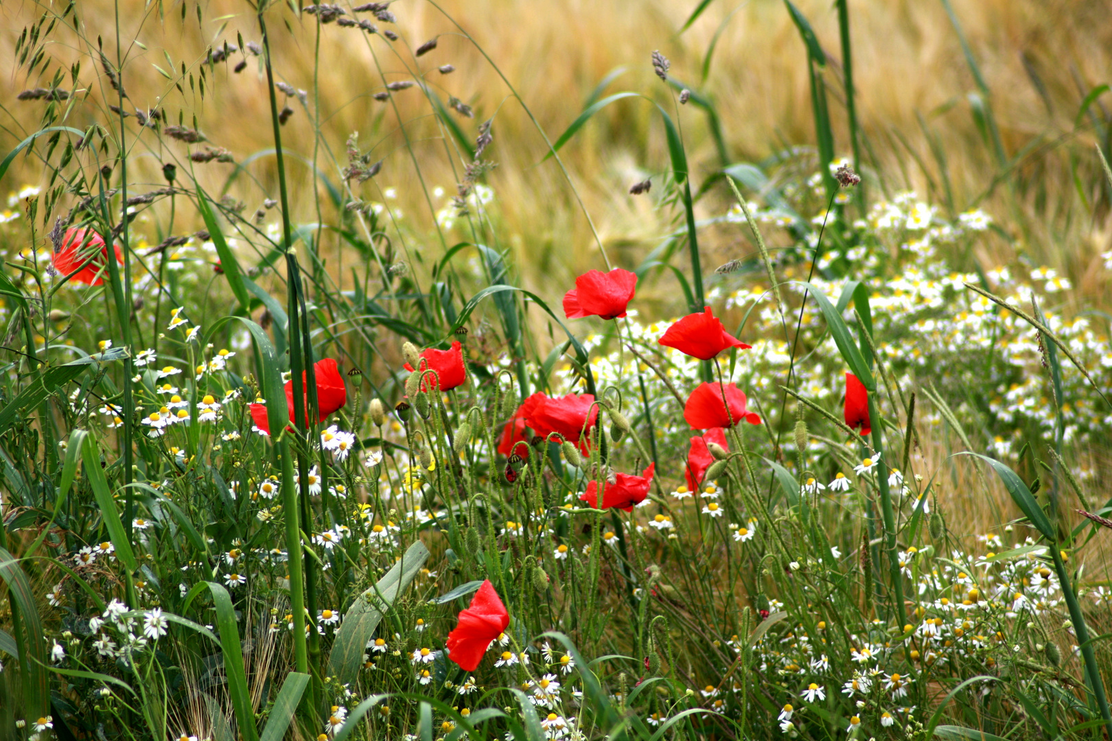 Mohnblumen