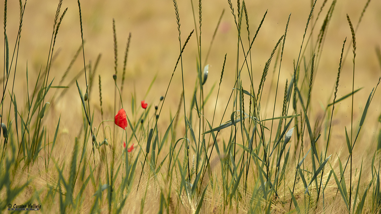 mohnblumen