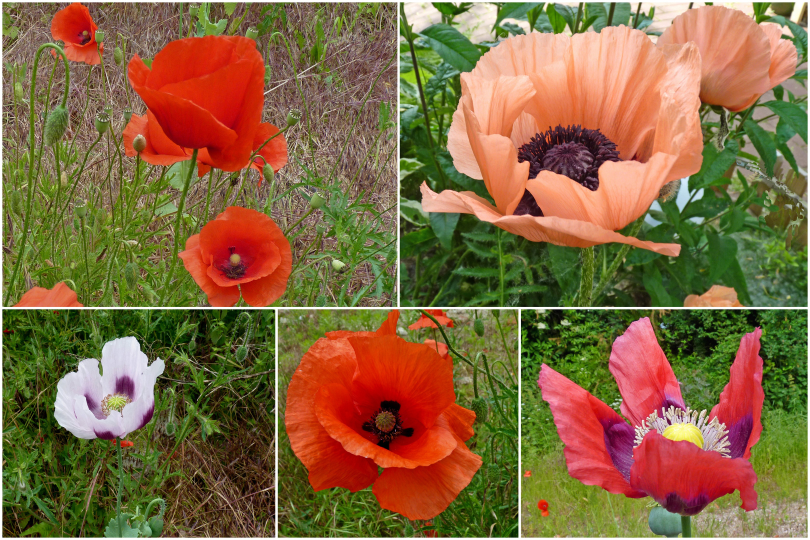 Mohnblumen Foto & Bild pflanzen, pilze & flechten, natur Bilder auf