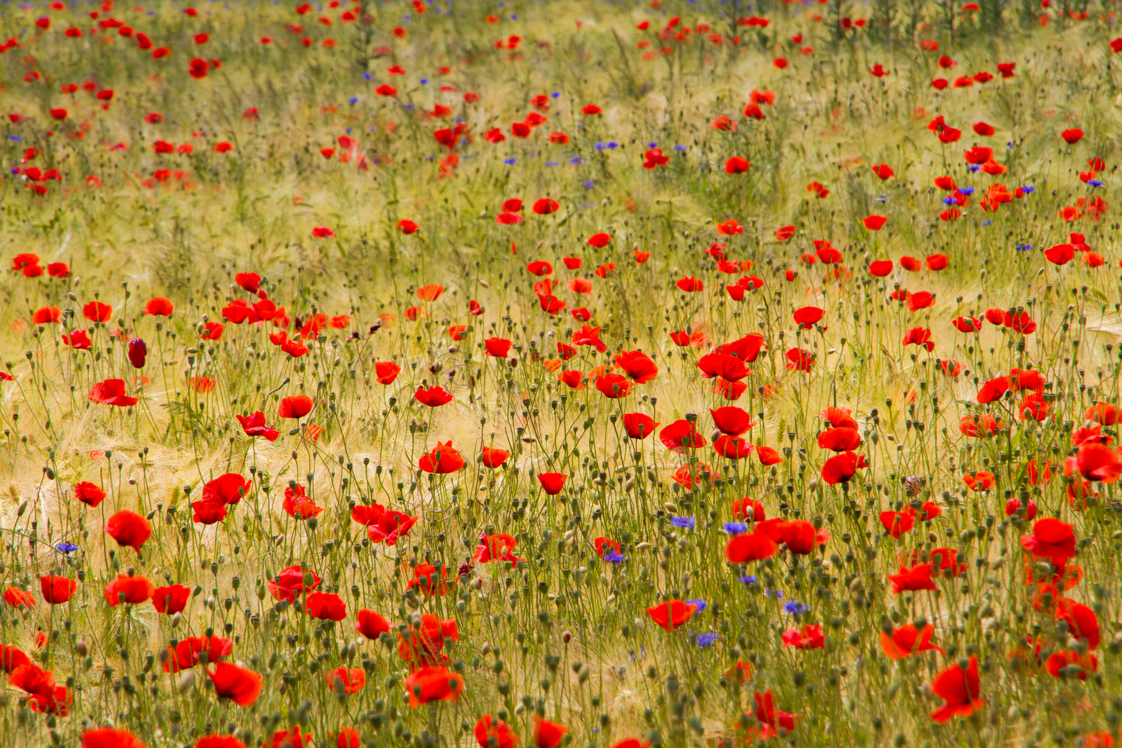 Mohnblumen Foto & Bild | landschaft, Äcker, felder & wiesen