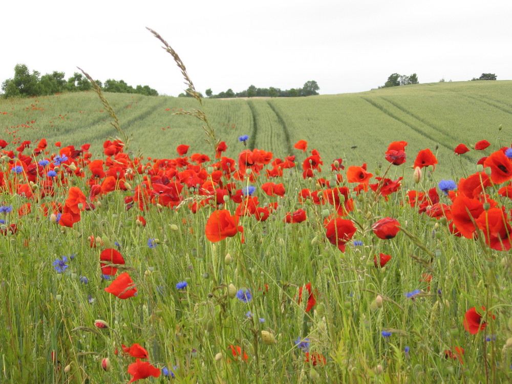 Mohnblumen bei Ajstrup