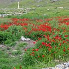 Mohnblumen bei Hierapolis