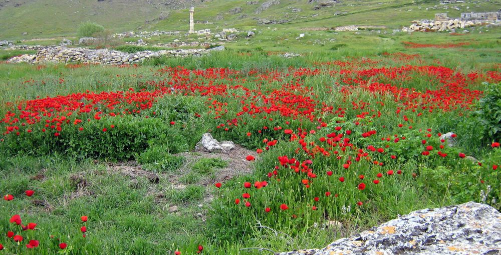 Mohnblumen bei Hierapolis