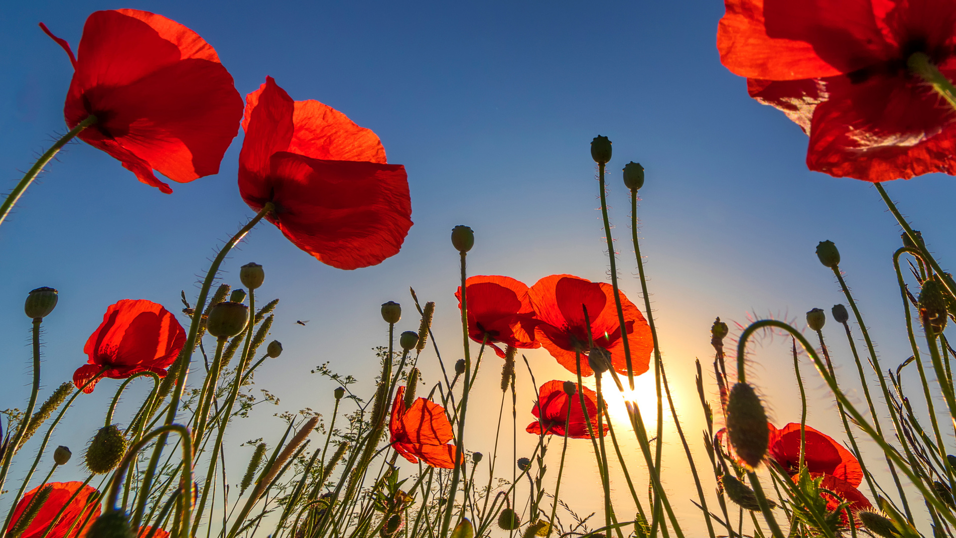 Mohnblumen bei Sonnenaufgang