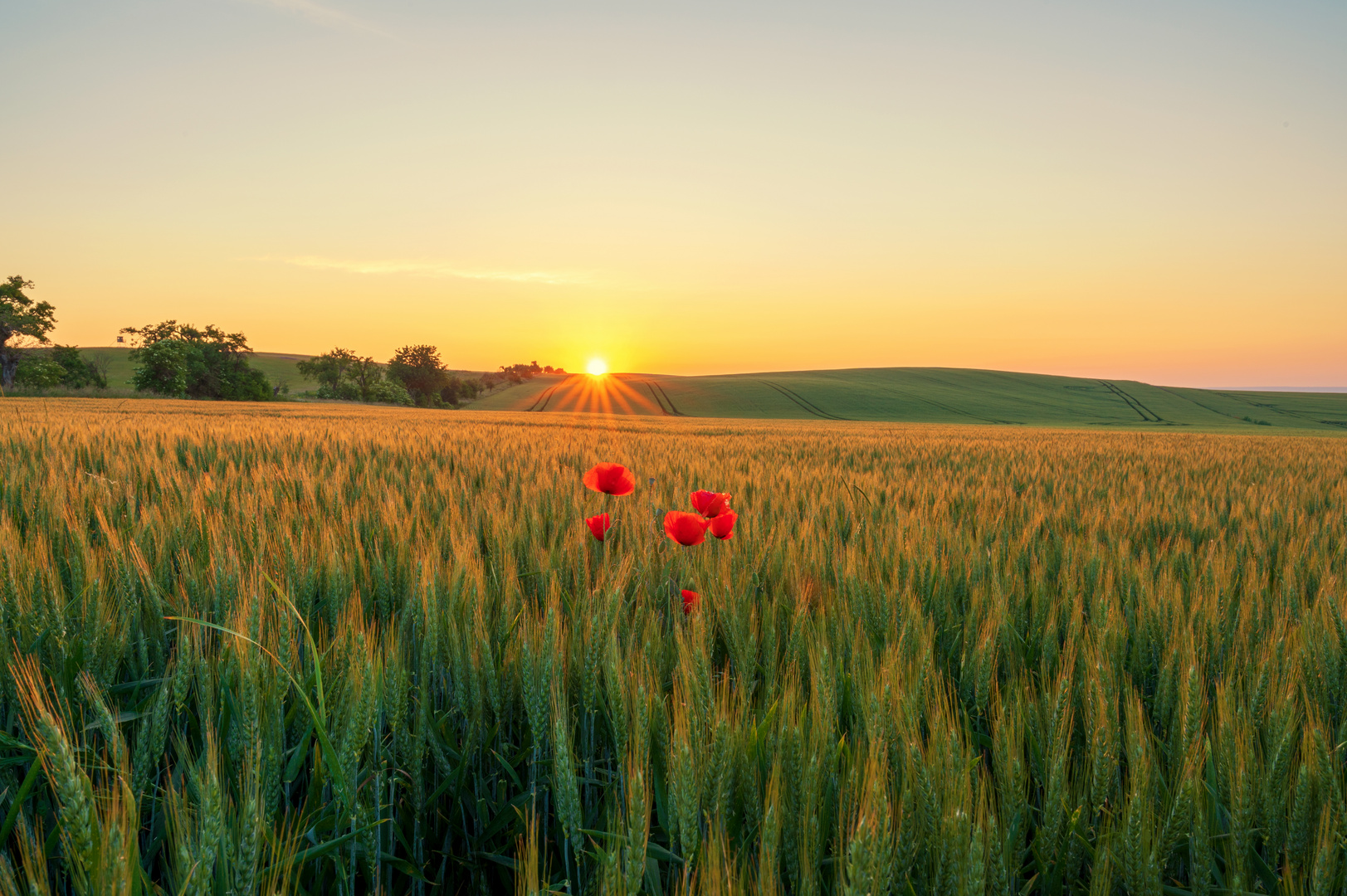 Mohnblumen bei Sonnenaufgang  In einem Weizenfeld