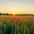 Mohnblumen bei Sonnenaufgang  In einem Weizenfeld