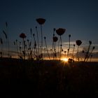 Mohnblumen bei Sonnenuntergang