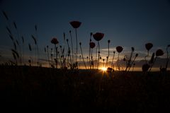 Mohnblumen bei Sonnenuntergang