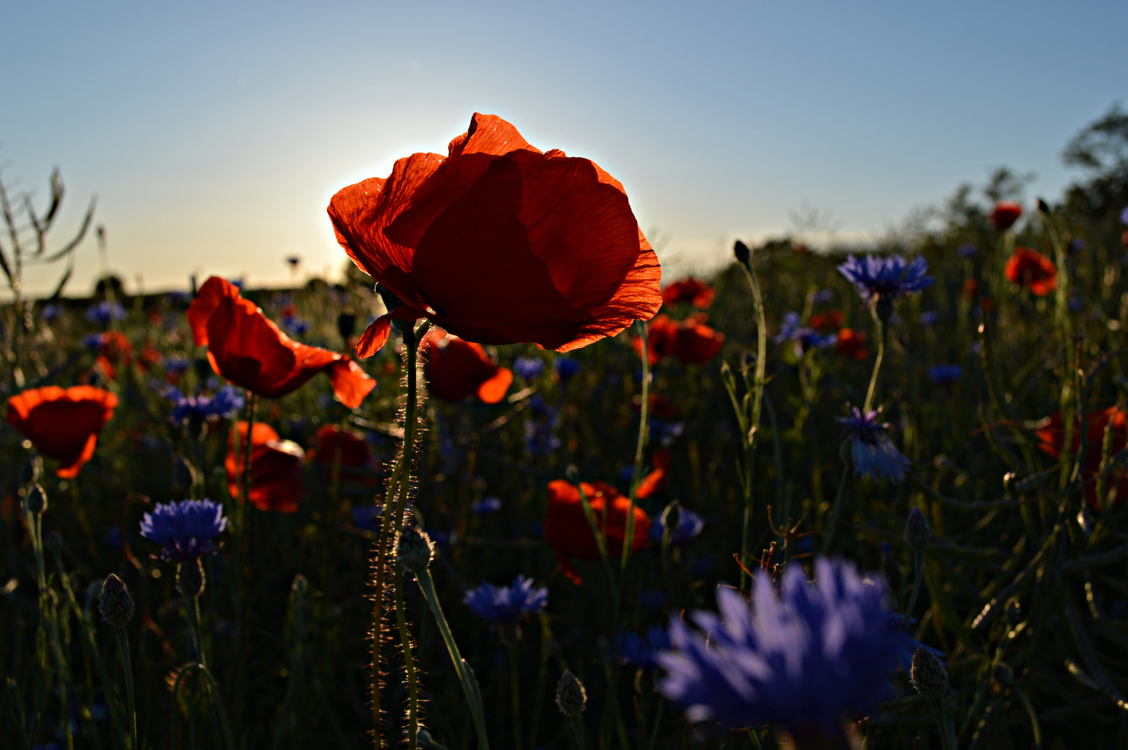 Mohnblumen beim Sonnenuntergang