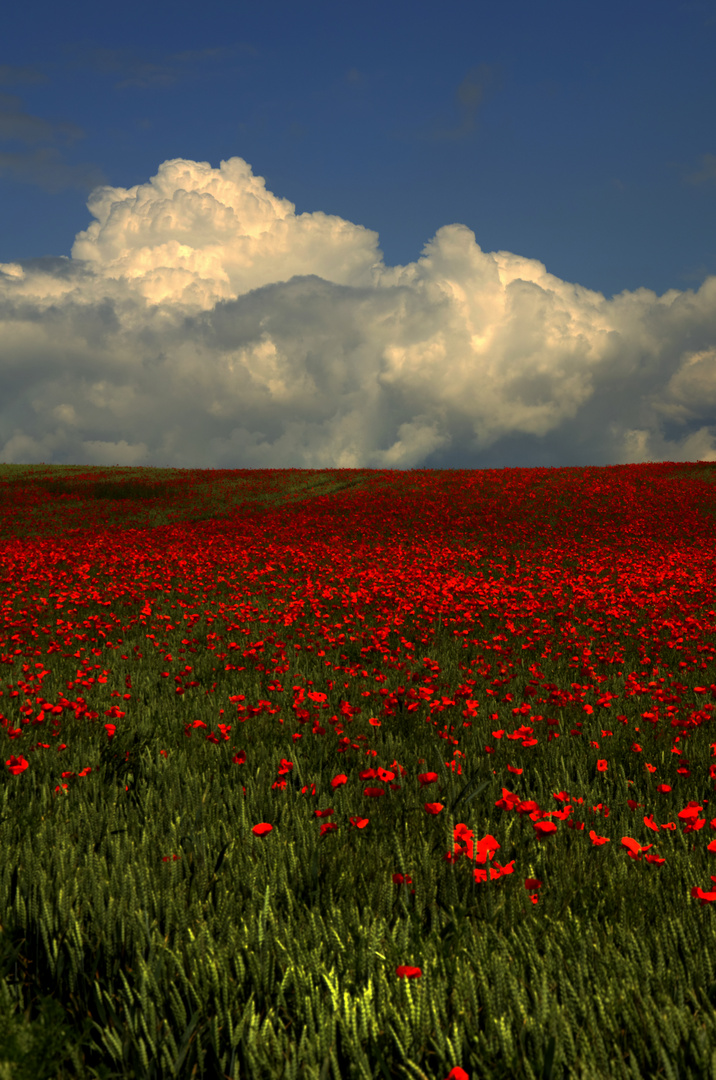 Mohnblumen bis zu den Wolken