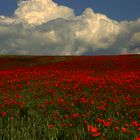 Mohnblumen bis zu den Wolken