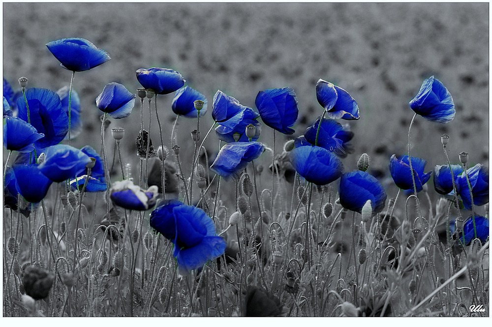 Mohnblumen Blau weiß-schwarz