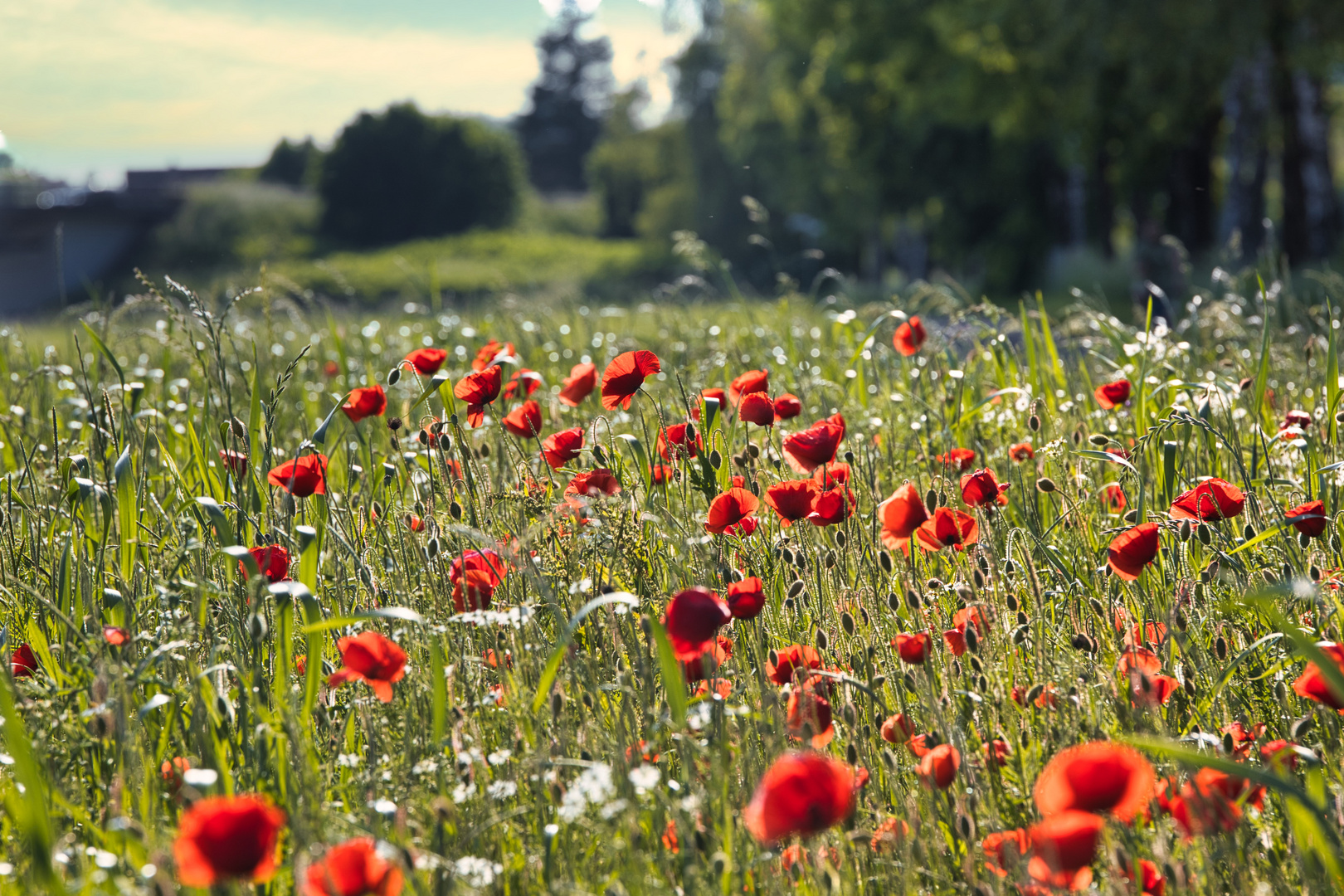 Mohnblumen