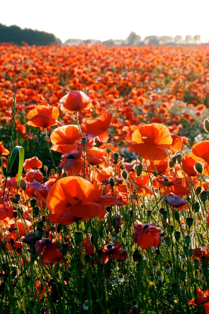 Mohnblumen Foto & Bild | natur, landschaft, pflanzen Bilder auf