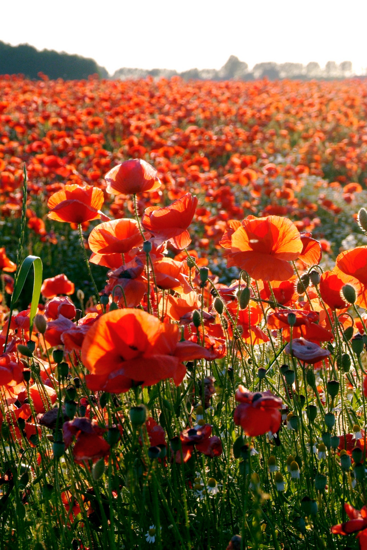 Mohnblumen Foto & Bild | natur, landschaft, pflanzen Bilder auf