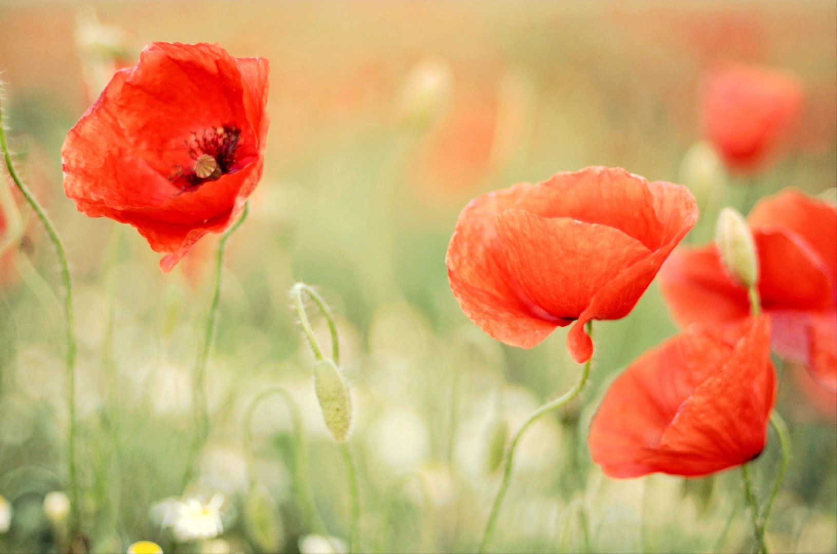 Mohnblumen Foto & Bild natur, pflanzen, blüten Bilder auf