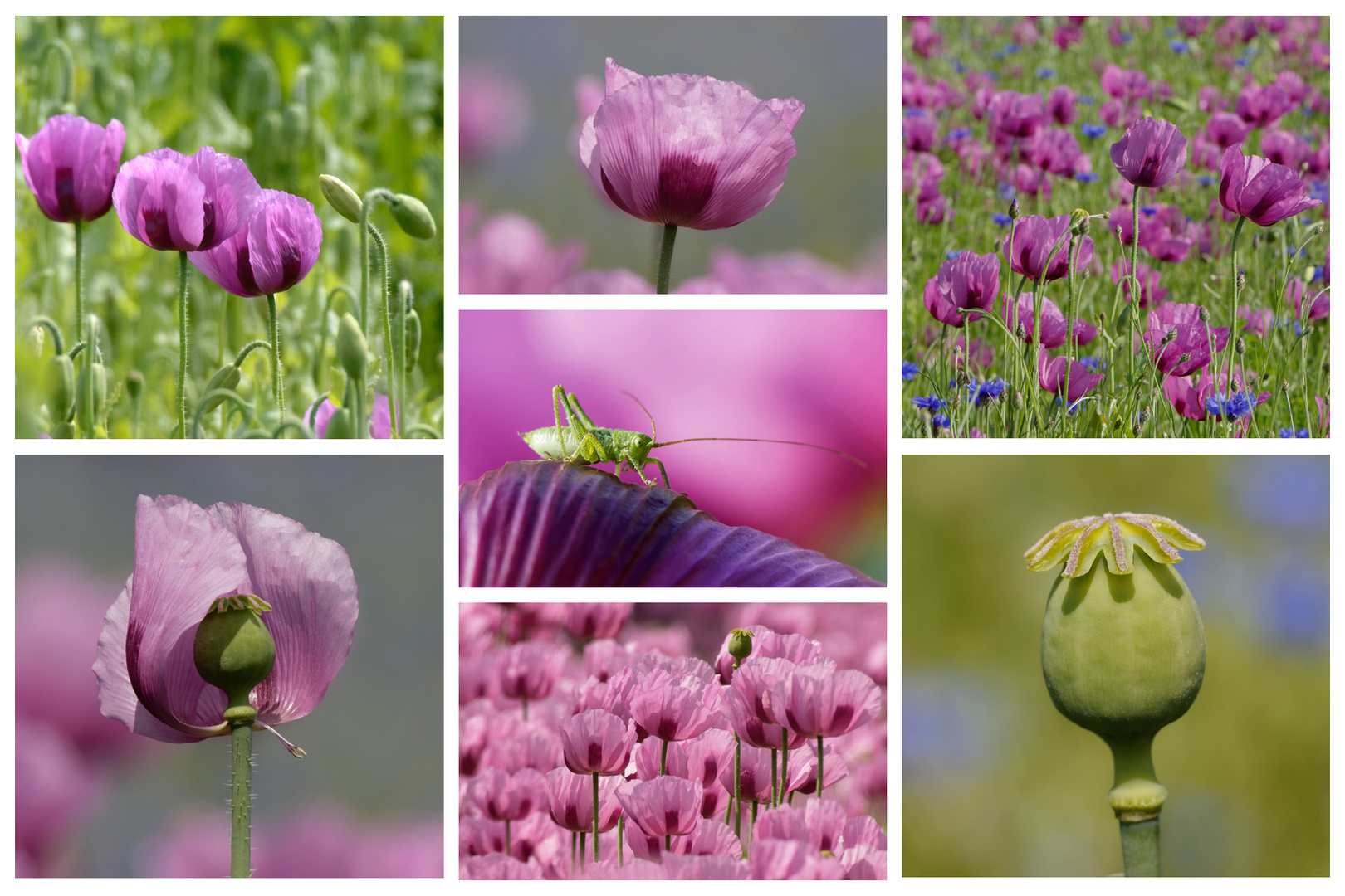 Mohnblumen Collage