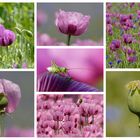 Mohnblumen Collage