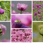 Mohnblumen Collage