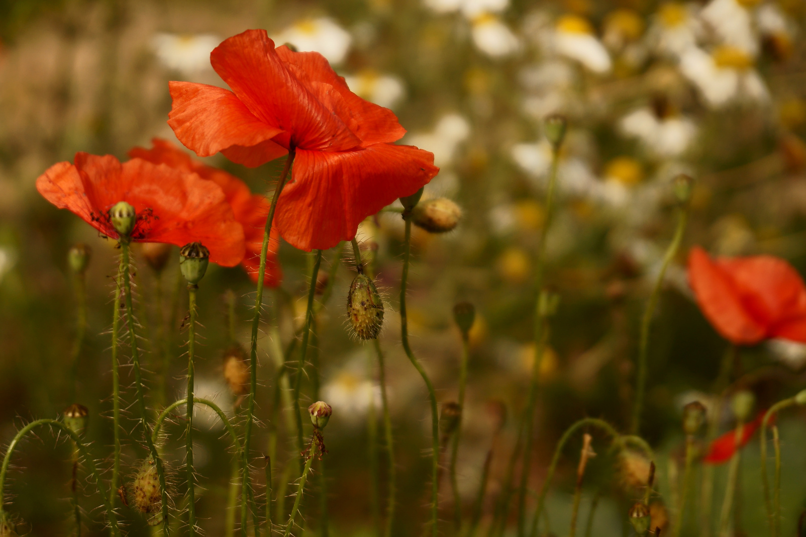 Mohnblumen