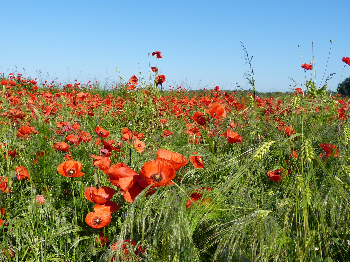 Mohnblumen