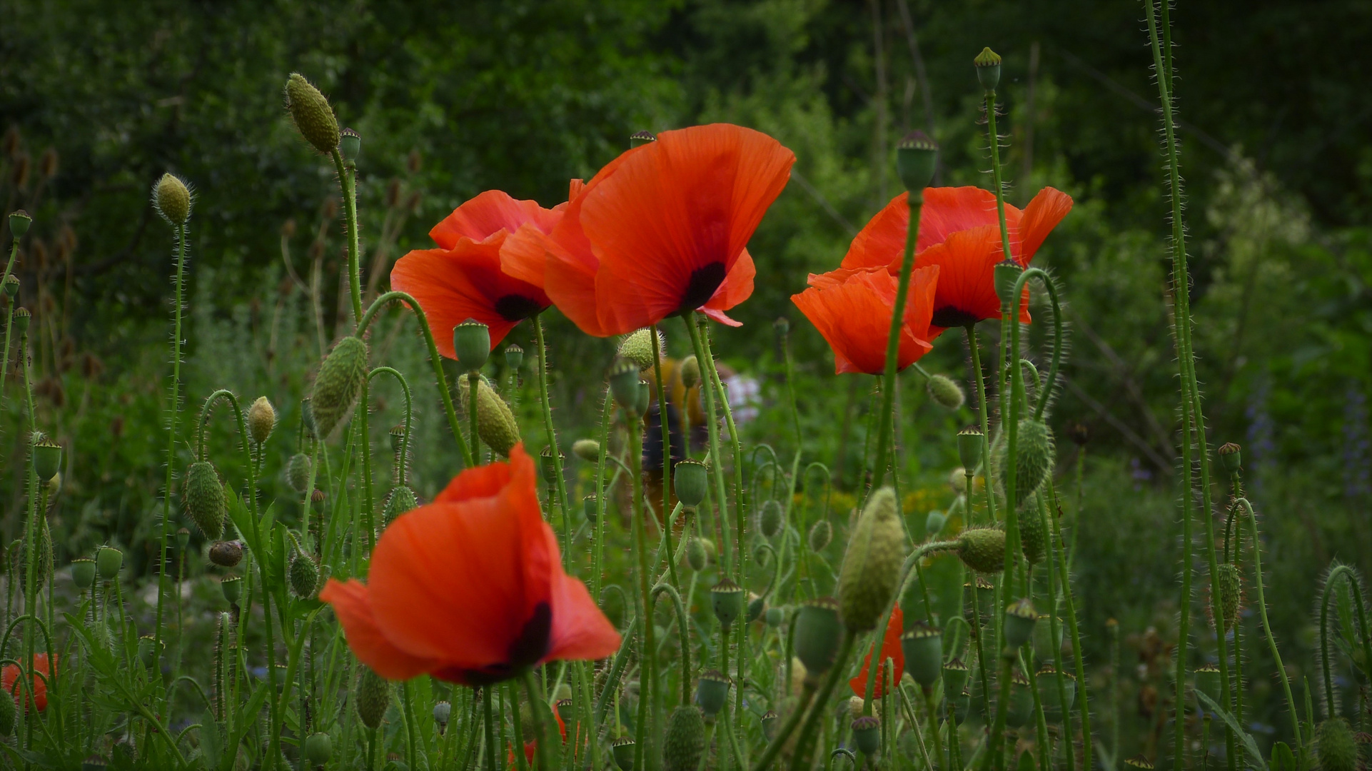 Mohnblumen