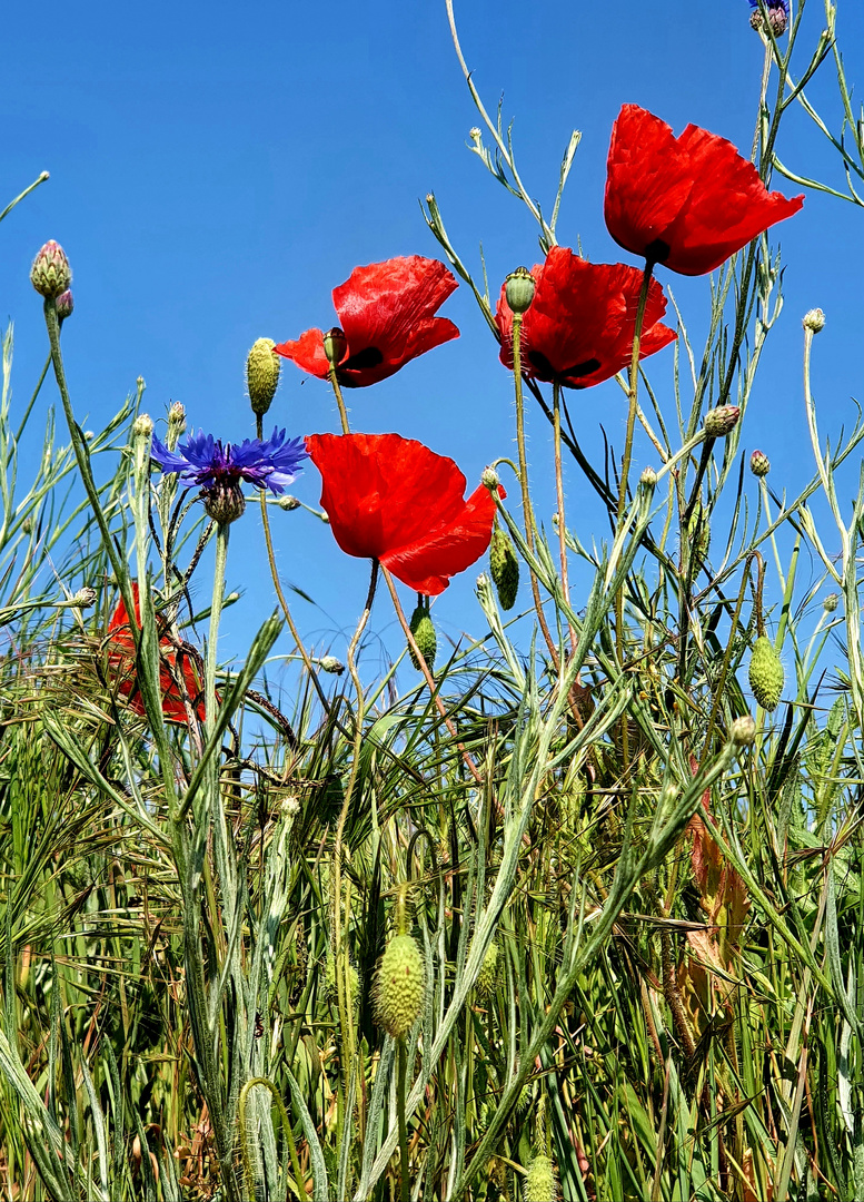 MOHNBLUMEN 