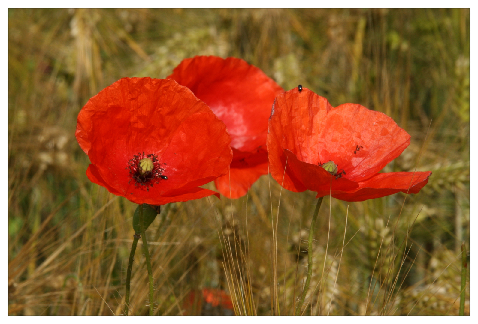 MohnBlumen Foto &amp; Bild | fotos, spezial, dokumentation Bilder auf ...