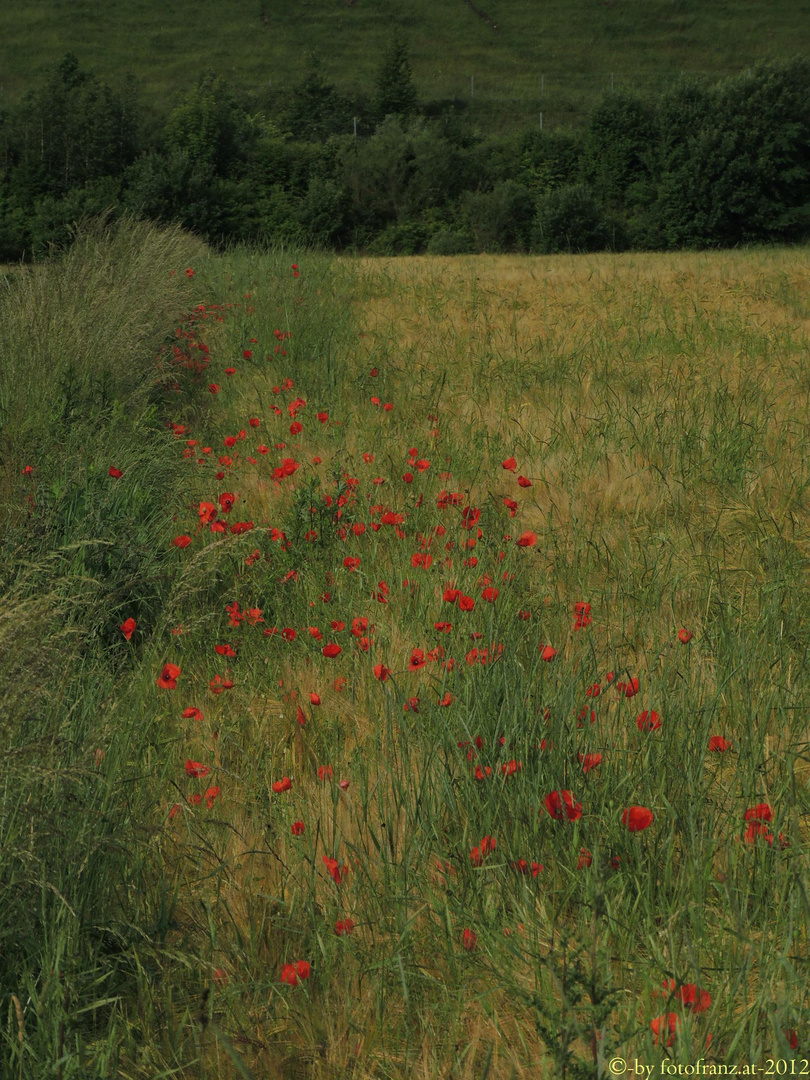 Mohnblumen