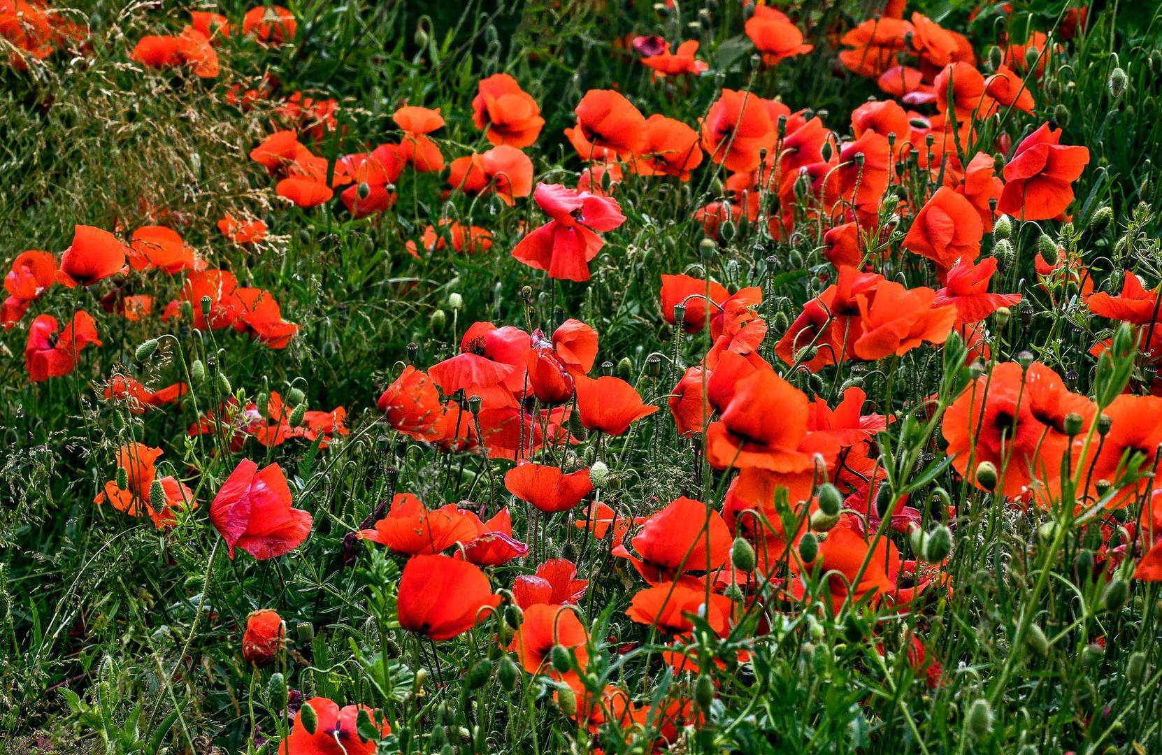 Mohnblumen - eine Symphonie in Rot Foto & Bild | pflanzen, pilze
