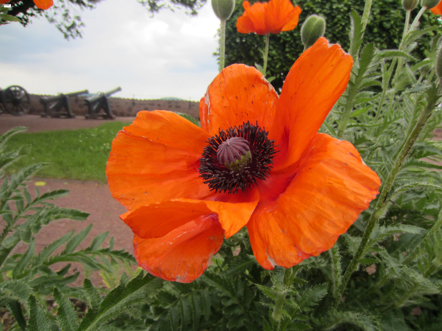 Mohnblumen - Eisenach - Wartburg