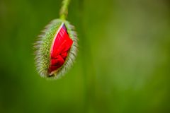 Mohnblumen  