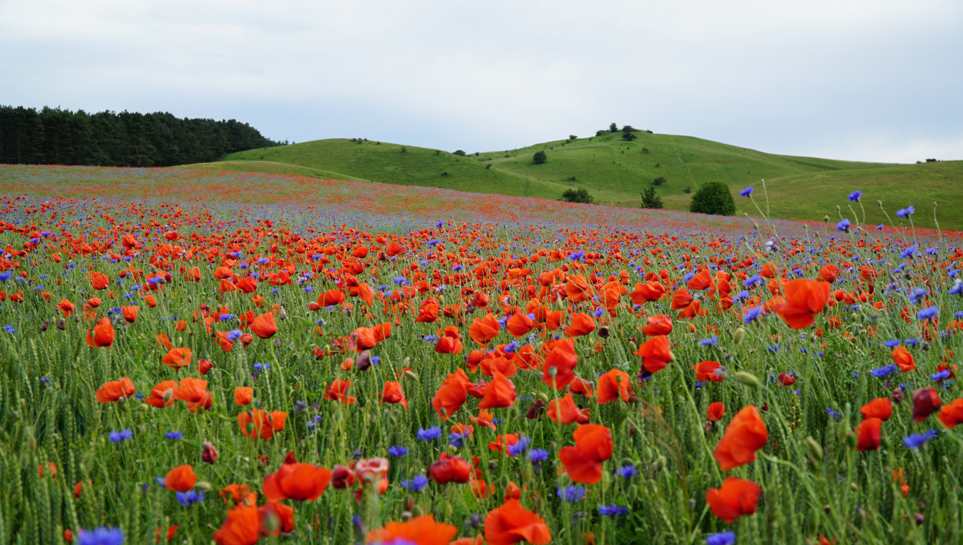 Mohnblumen